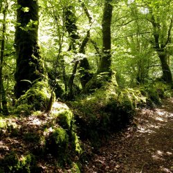 Chemin creux à Daoulas - jpg 